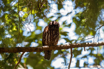 野生のアオバズク