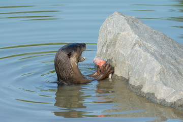 North American river otter eat fish in water