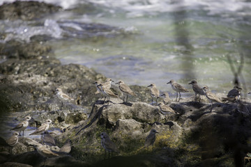 Fototapeta premium Кулики