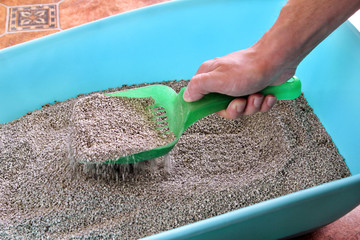 Cleaning cat litter box. Hand is cleaning of cat litter box with green spatula. Toilet cat cleaning sand. Man hand and cat litter box. Kitty litter. Plastic scoop and shovel. Cleaning cat excrement.