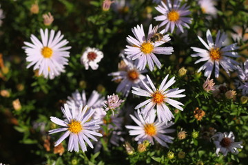 Fototapeta premium enjoyment of nature