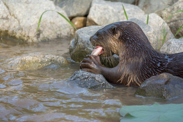 North American river otter eat fish in water