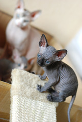 Beautiful gray cat sphinx playing at home, bald cat