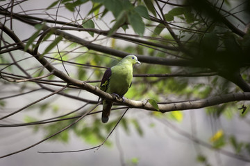 Зеленый голубь