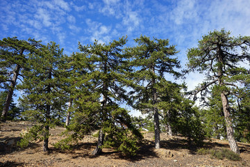 Big pine trees