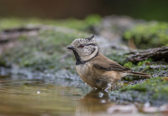 european crested tit