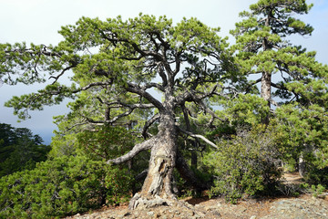 Fototapeta na wymiar Pine trees in mountain