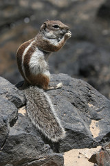 Chipmunk eating seashells in nature habitat on the seashore, Fuerteventura, Canary Islands