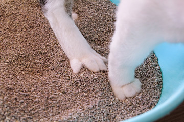 Cat paws in the sand, closeup. Cat using toilet, cat in litter box, for pooping or urinate, pooping in clean sand toilet. Cleaning cat litter box. A cat looking at her own poop in the blue litter box.