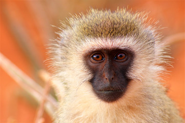 Monkey face in savanna in Africa