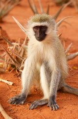 Monkey in savanna in Africa