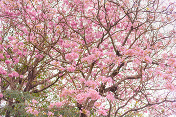 Pink Trumpet flower tree