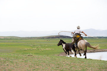 horse catсhing in Mongolian style