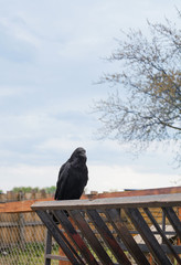 Black Raven sits. Corvus corax
