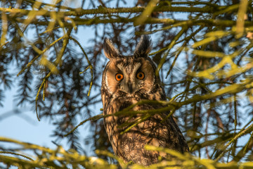 Portrait Long-eared Owl with big orange eyes n a pine trunk, wild animal in the nature winter quarters, germany