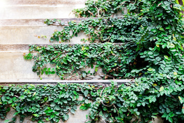 Wall green ivy plant