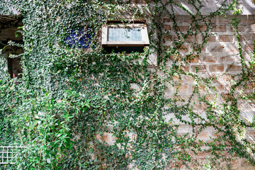 Wall green ivy plant