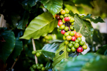 Coffee beans on tree, Thailand