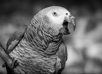 Fototapeta premium African Grey Parrot talking against wall with graffitti. He has his beak open