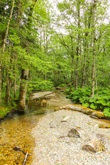 Little mountain stream in the forest. Mountain stream surrounded by trees