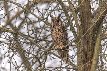 Eurasian Eagle Owl (Asio otus) sitting in the tree, close-up, wildlife photo.