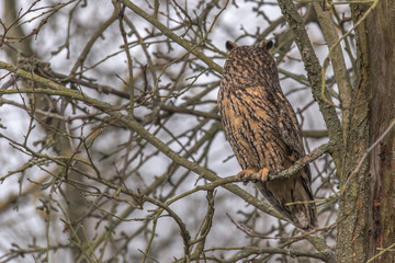 Eurasian Eagle Owl (Asio otus) sitting in the tree, close-up, wildlife photo.
