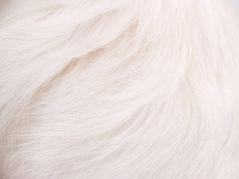 White Dog Fur