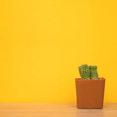 cactus in pot on wood table