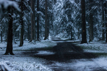 Winter im Wald