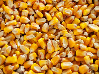 Corn Background