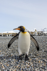 King penguin
