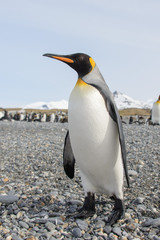 Obraz premium King penguin