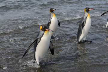 Fototapeta premium King penguins going from sea