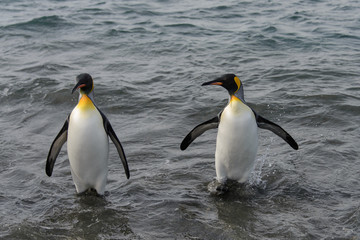 Naklejka na ściany i meble King penguins going from sea
