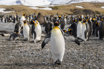 King penguins