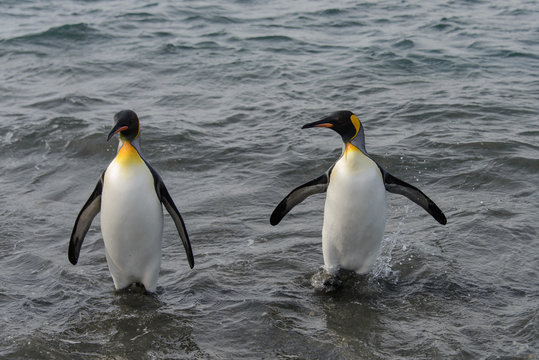 King penguins going from sea