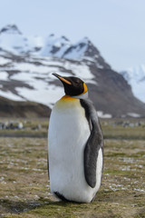 King penguin