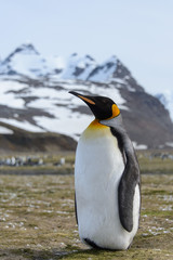 Fototapeta premium King penguin