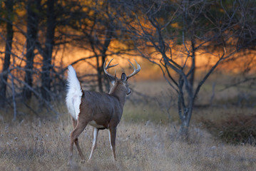 Obraz na płótnie Canvas White-tailed deer buck in the early morning light during the rut in Ottawa, Canada