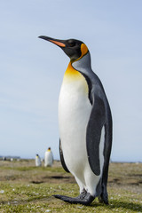 Fototapeta premium King penguin