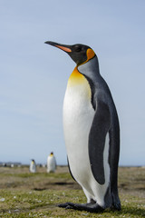 Fototapeta na wymiar King penguin