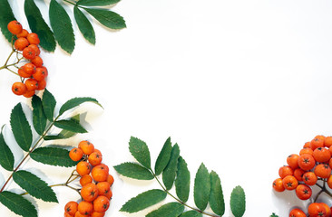 rowan berries