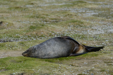 Fur seal.