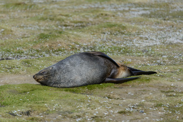 Fototapeta premium Fur seal.