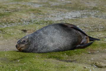 Fur seal.