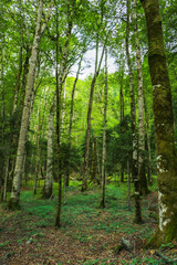 Trees in a deep forest. Forest environment
