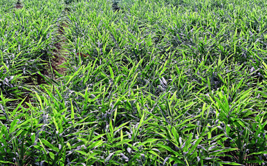 Ginger plants, zingiber officinale, growing in agricultural field in Kerala, India. Ginger root is...