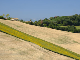 Summer landscape near Monterubbiano (Fermo, Marches)