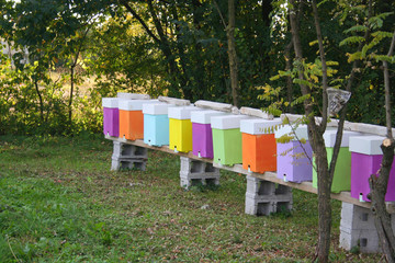 Arnie per api di differenti colori in campagna