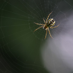 Streifenkreutzspinne